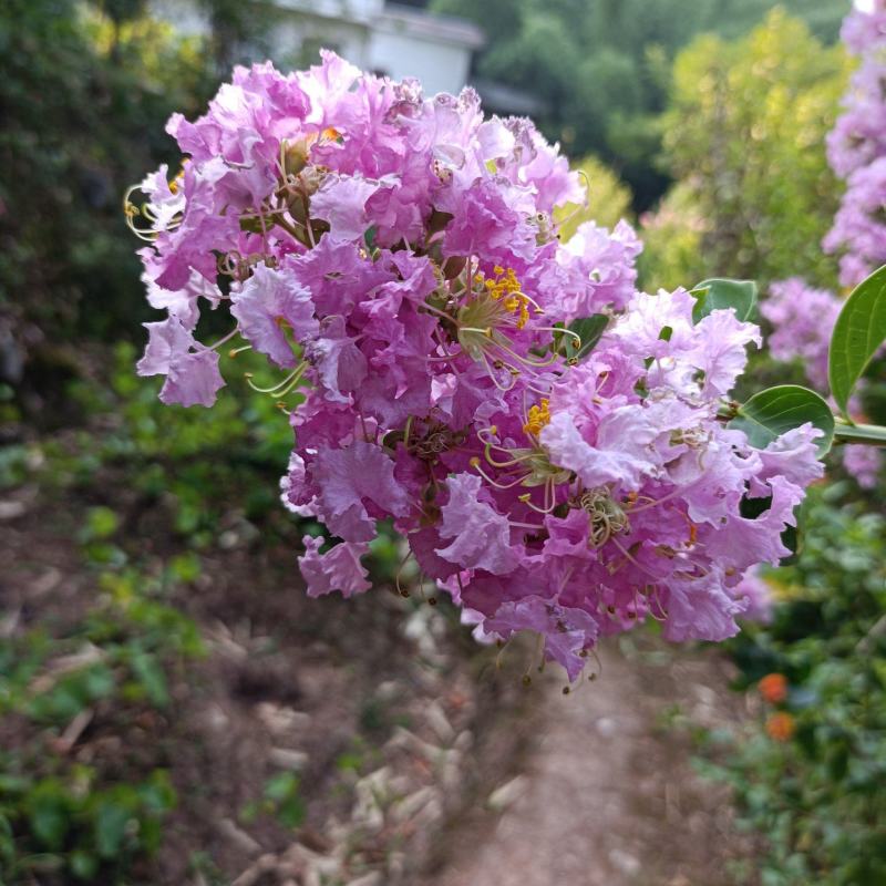 粉色紫薇苗【大花，花期长，花苞密集，抗性强】