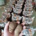 芋头8520.豆包，工人分捡大中小各种规格，好通货都有。