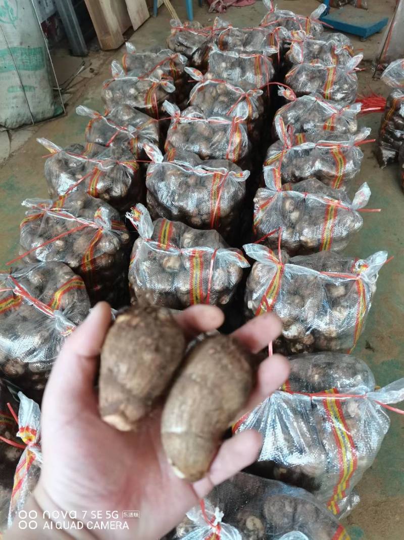 芋头8520.豆包，工人分捡大中小各种规格，好通货都有。