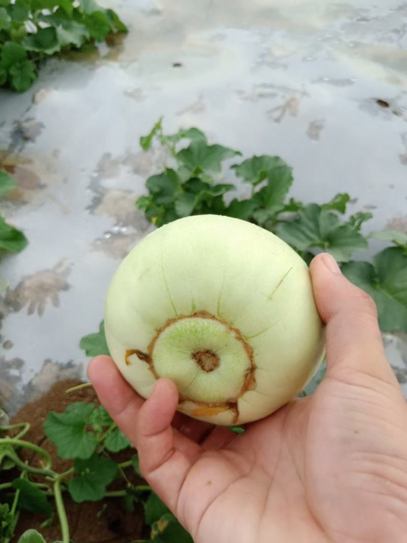 甜瓜全国代发，