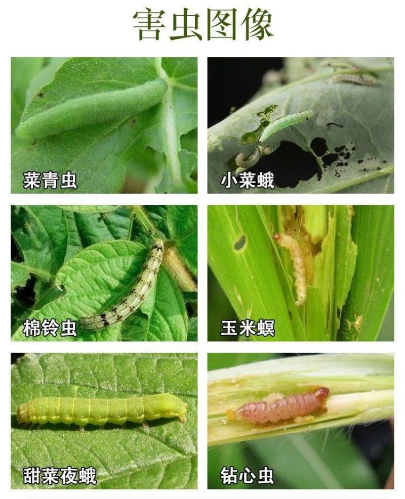 5%甲维盐水稻稻纵卷叶螟杀虫剂甲氨基阿维菌素苯甲酸盐