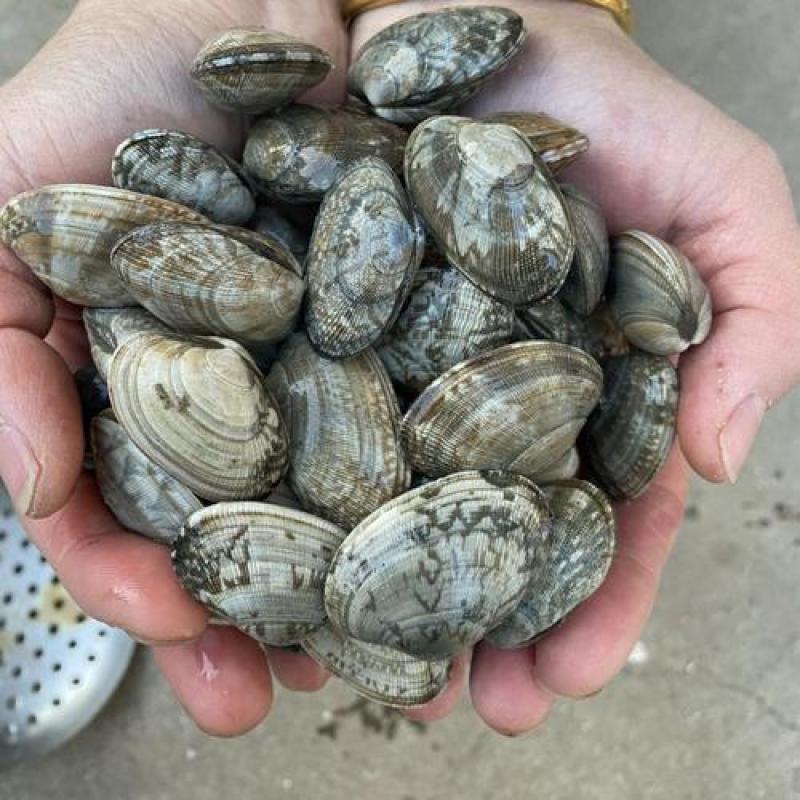 东港冷冻黄蚬子花蛤，美味营养，欢迎来尝