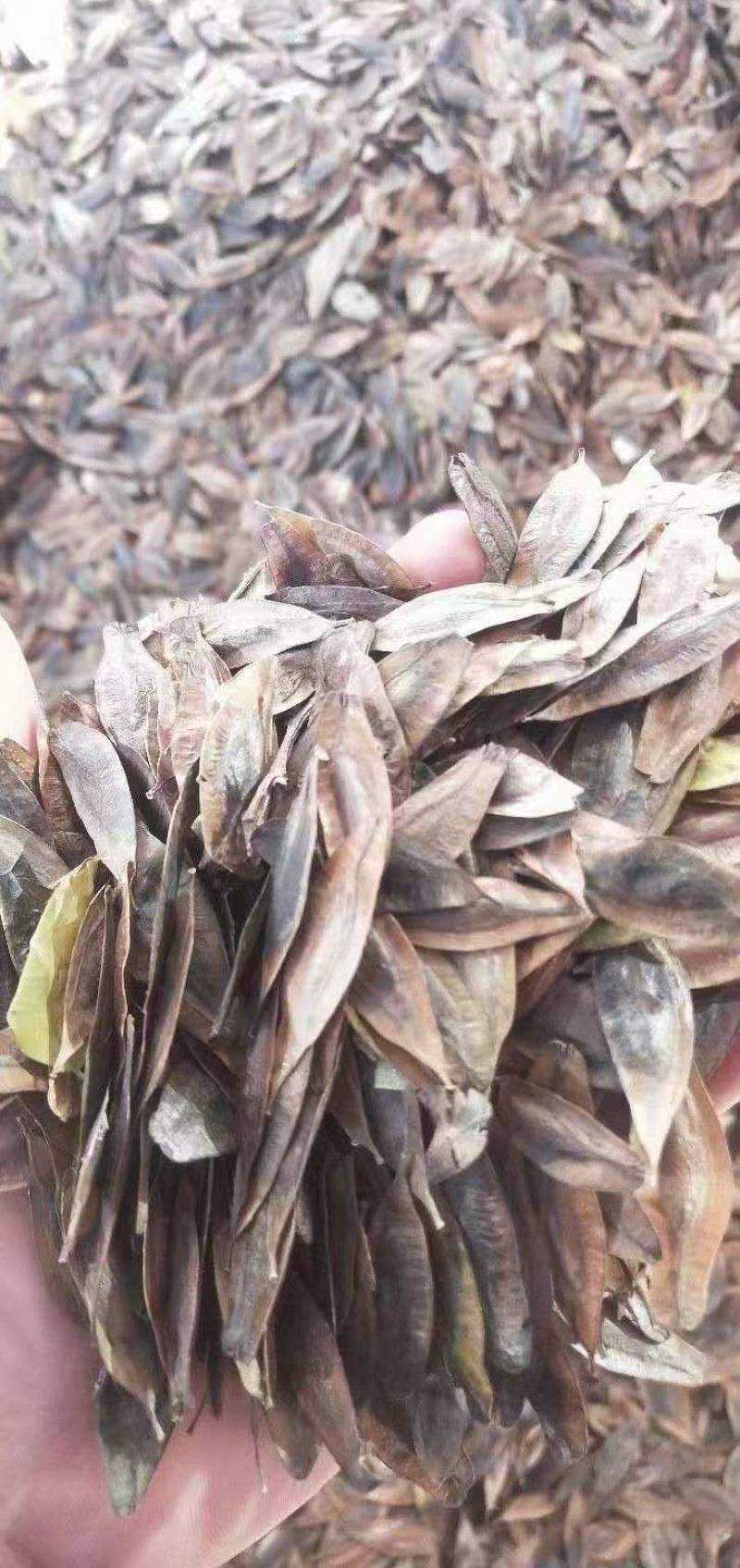 新采优质杜仲种籽杜仲树苗种子林木中药材树皮种子当年新种