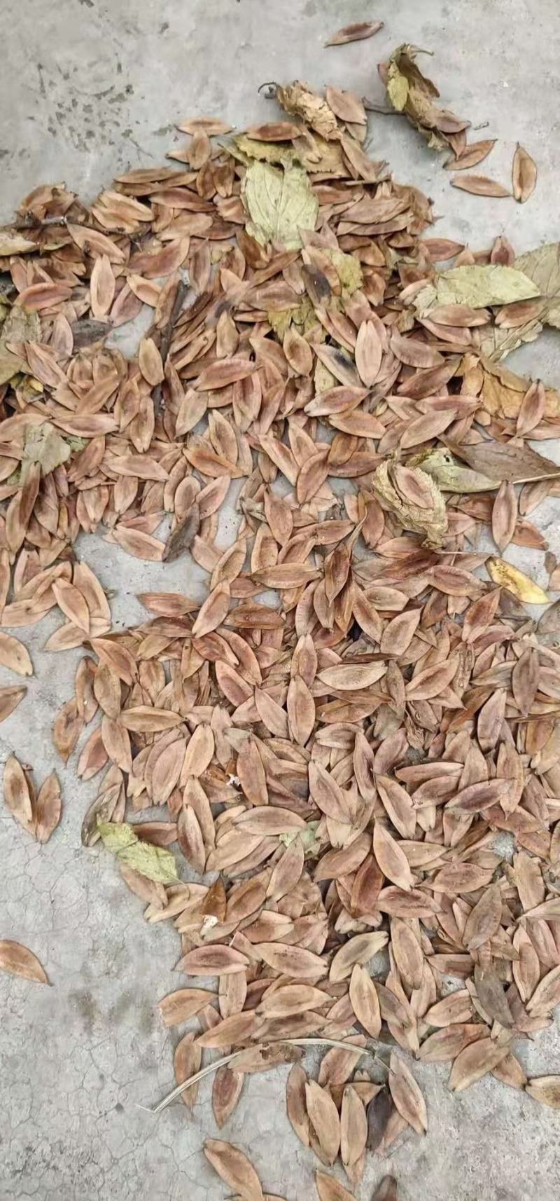 新采优质杜仲种籽杜仲树苗种子林木中药材树皮种子当年新种
