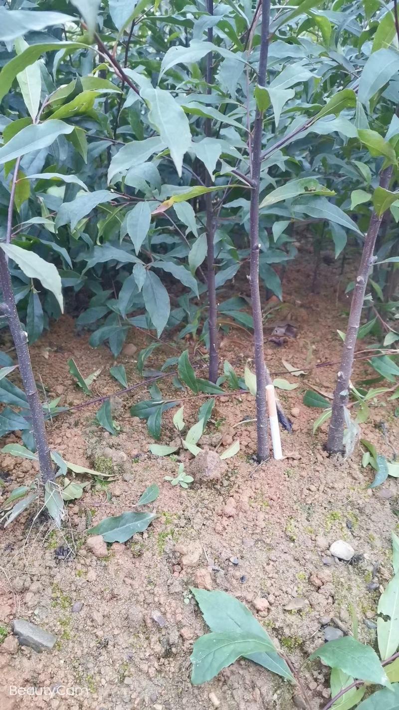 新采优质杜英树种子小叶杜英种子大叶杜英种子林木种子