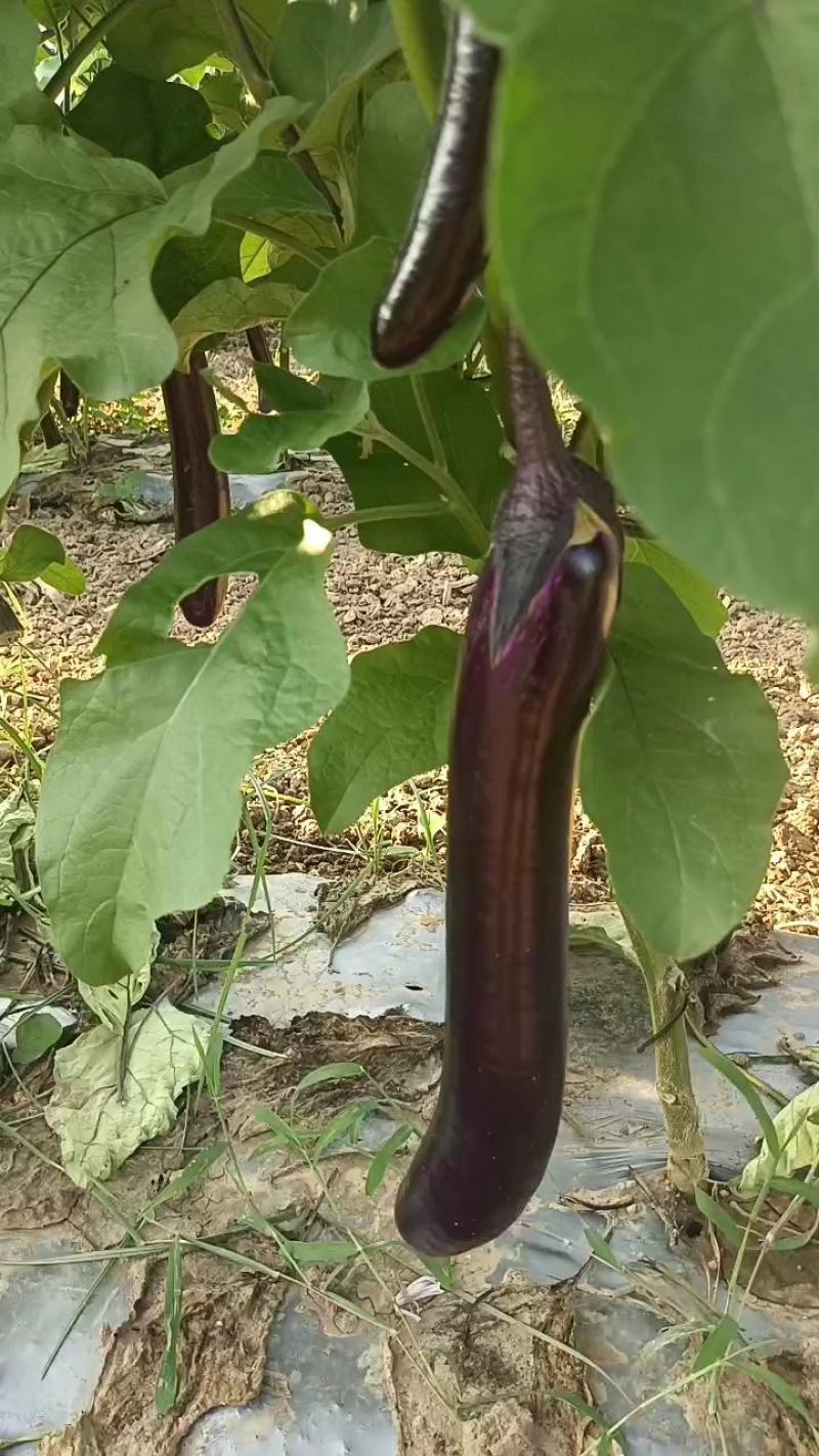 茄子广茄产地精品量大统货加工厂产地直发支持各种包