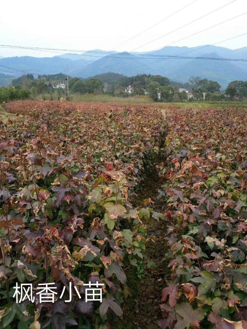 新采枫香种子优质绿化苗木种子风景树种子枫香树种子