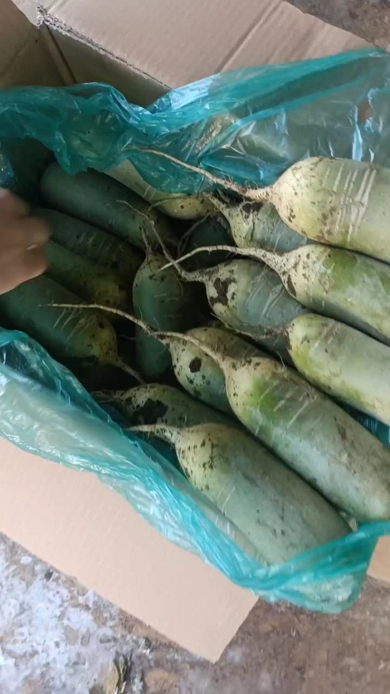 青萝卜水果萝卜口感清脆，耐储存耐运输欢迎来电洽谈