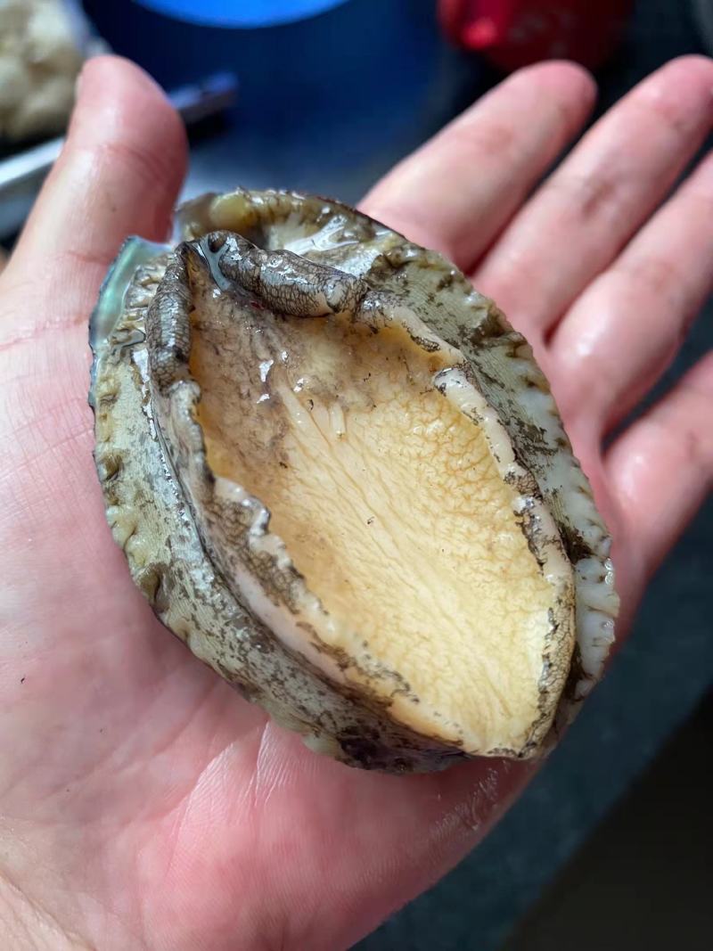 鲍鱼新鲜冷冻个大鲜活海捕超大鲍鱼【顺丰包邮】