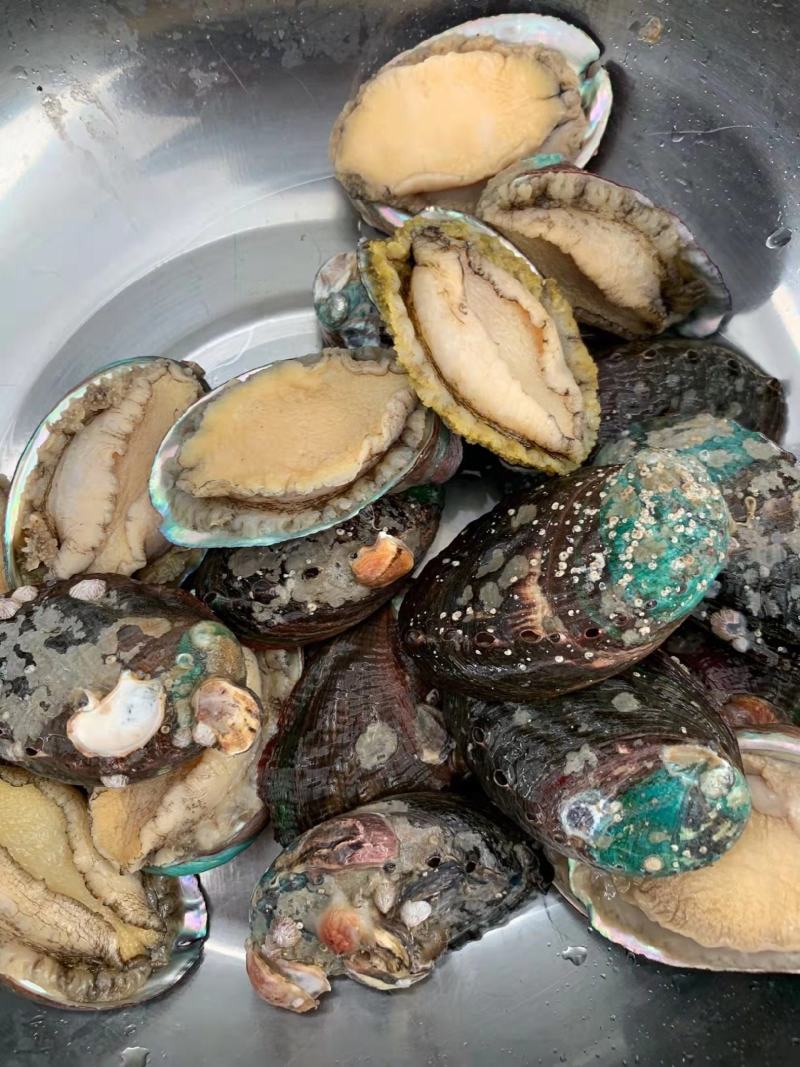 鲍鱼新鲜冷冻个大鲜活海捕超大鲍鱼【顺丰包邮】