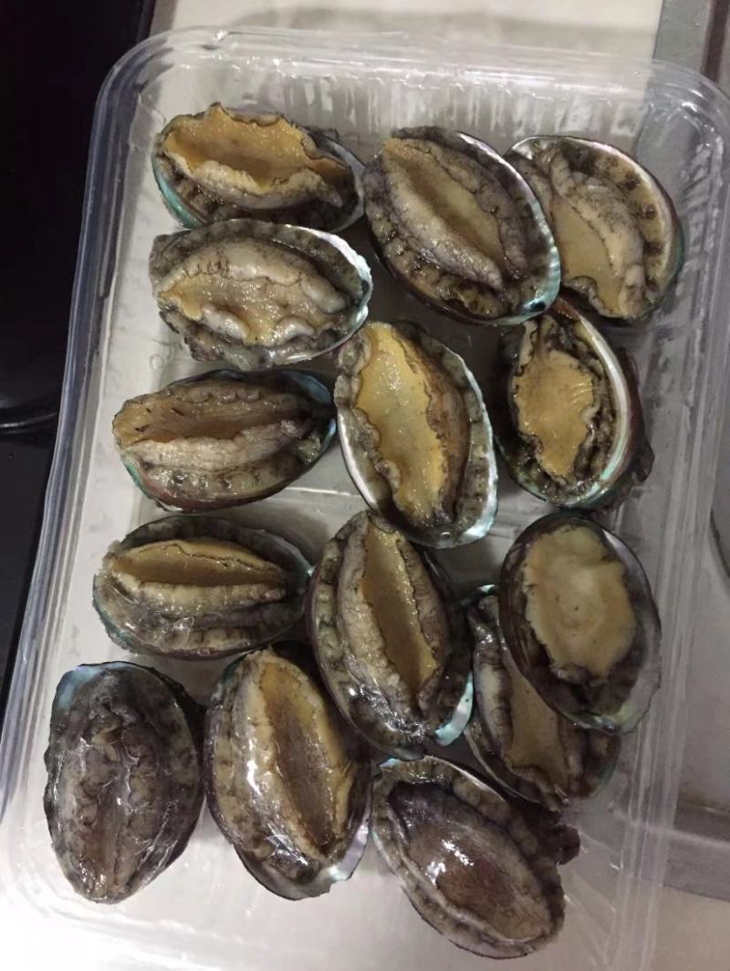 鲍鱼新鲜冷冻个大鲜活海捕超大鲍鱼【顺丰包邮】