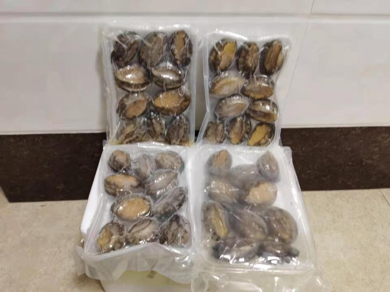 鲍鱼新鲜冷冻个大鲜活海捕超大鲍鱼【顺丰包邮】