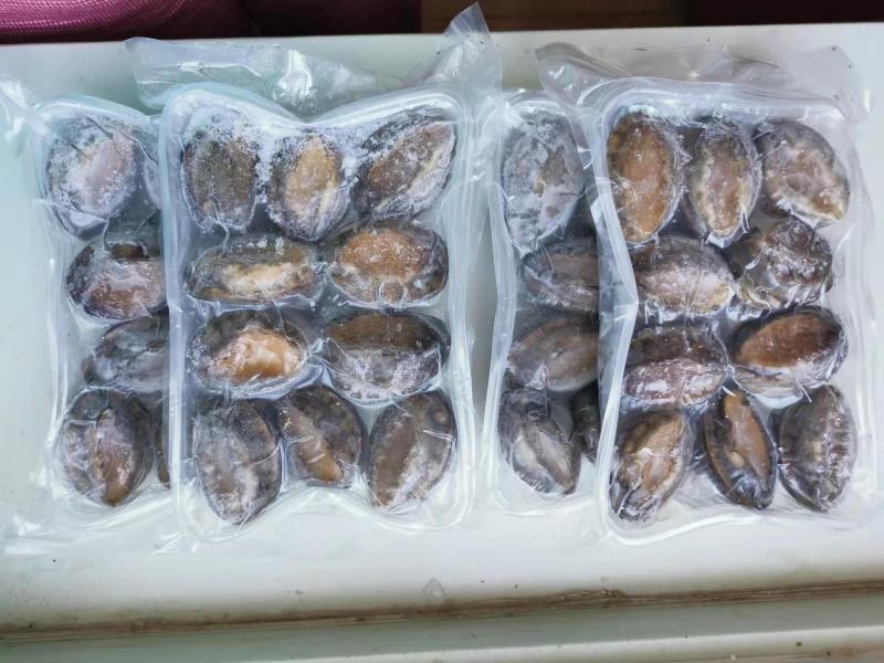鲍鱼新鲜冷冻个大鲜活海捕超大鲍鱼【顺丰包邮】