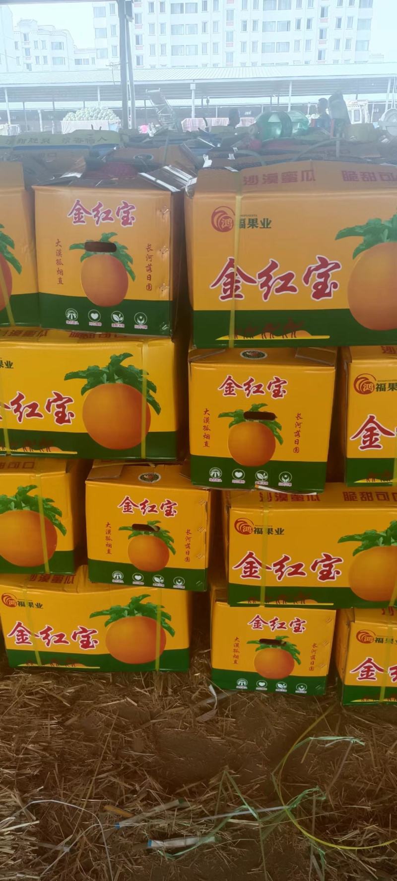 【热销】甘肃民勤蜜瓜哈密瓜晓密25号金红宝甜度高诚信合作