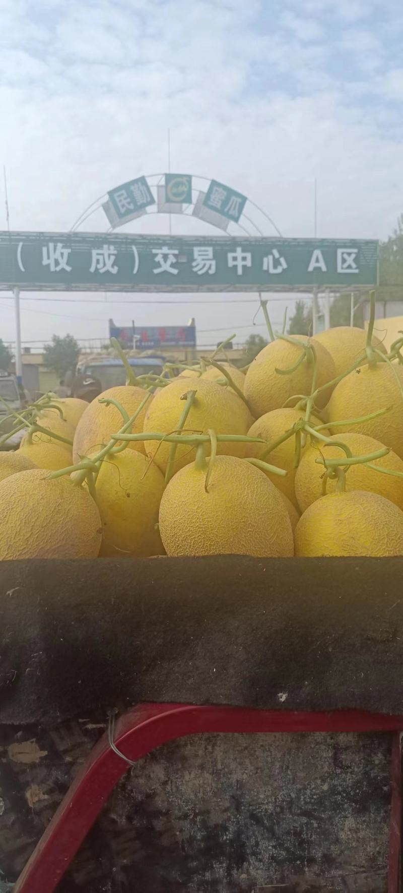 【热销】甘肃民勤蜜瓜哈密瓜晓密25号金红宝甜度高诚信合作