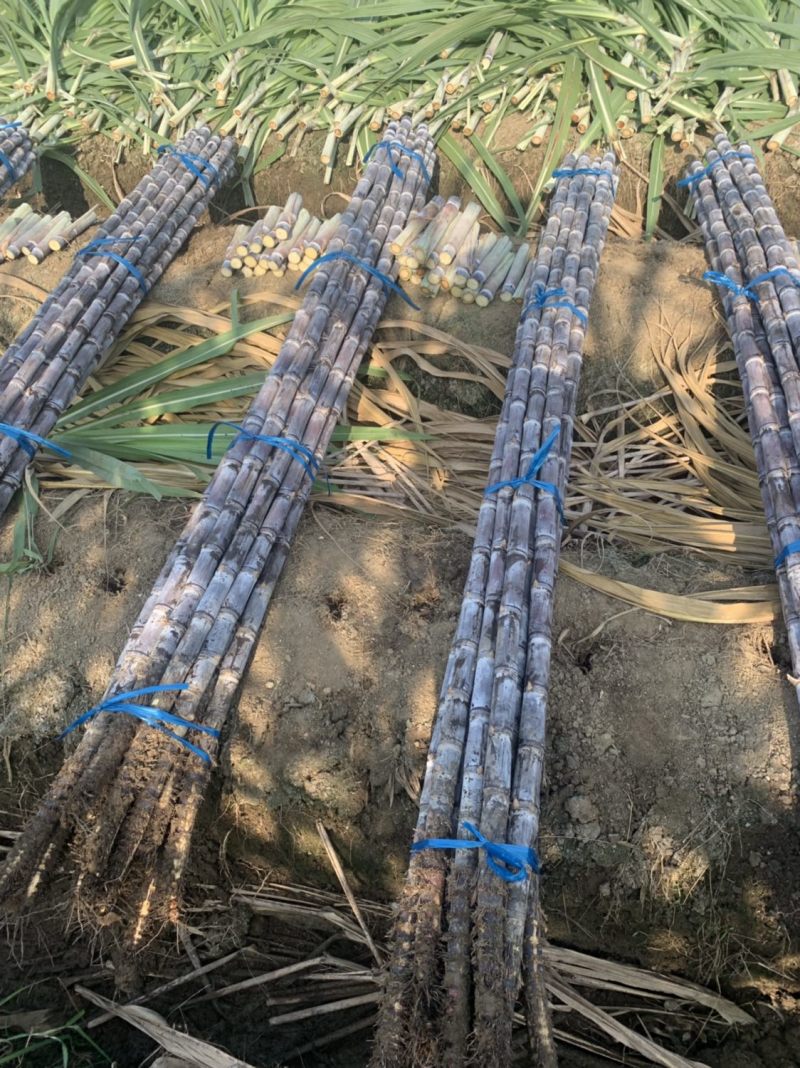 广西黑皮甘蔗货源充足量大价优一手货源口感清甜