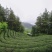 茶叶，绿茶，毛尖茶，竹溪茶，武当茶