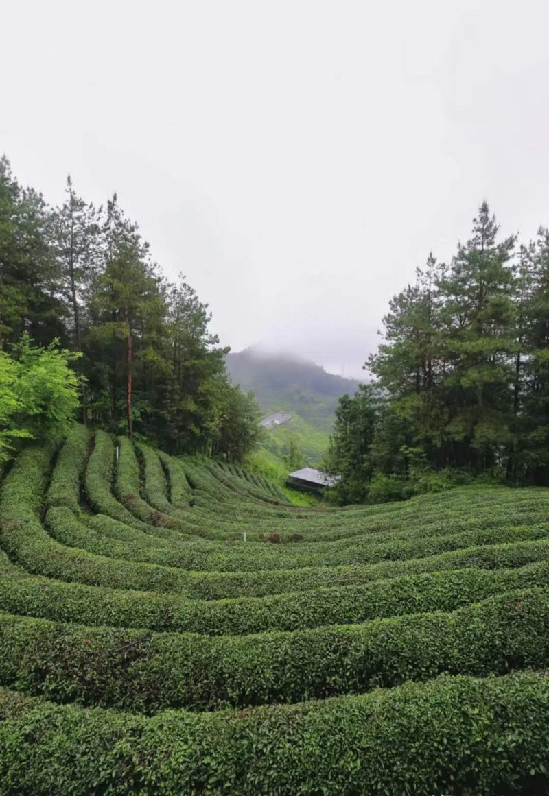 茶叶，绿茶，毛尖茶，竹溪茶，武当茶