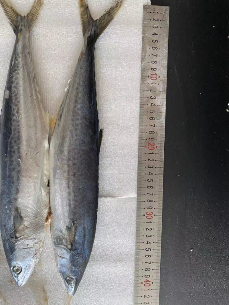 鲅鱼*燕鲅鱼渤海湾大鲅鱼