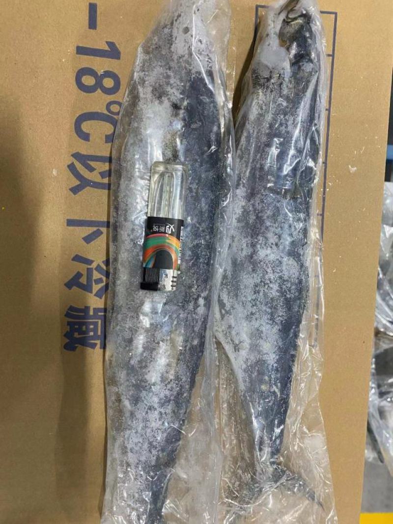 鲅鱼*燕鲅鱼渤海湾大鲅鱼