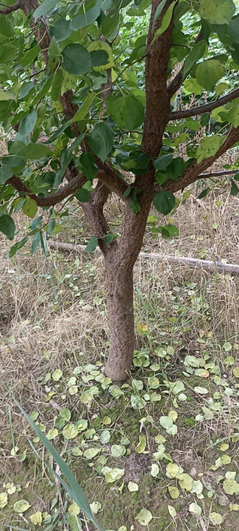 杏树，荷兰香蜜杏，3年树领有50棵