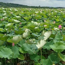 湘莲莲蓬蓬莲子麻莲子铁莲子