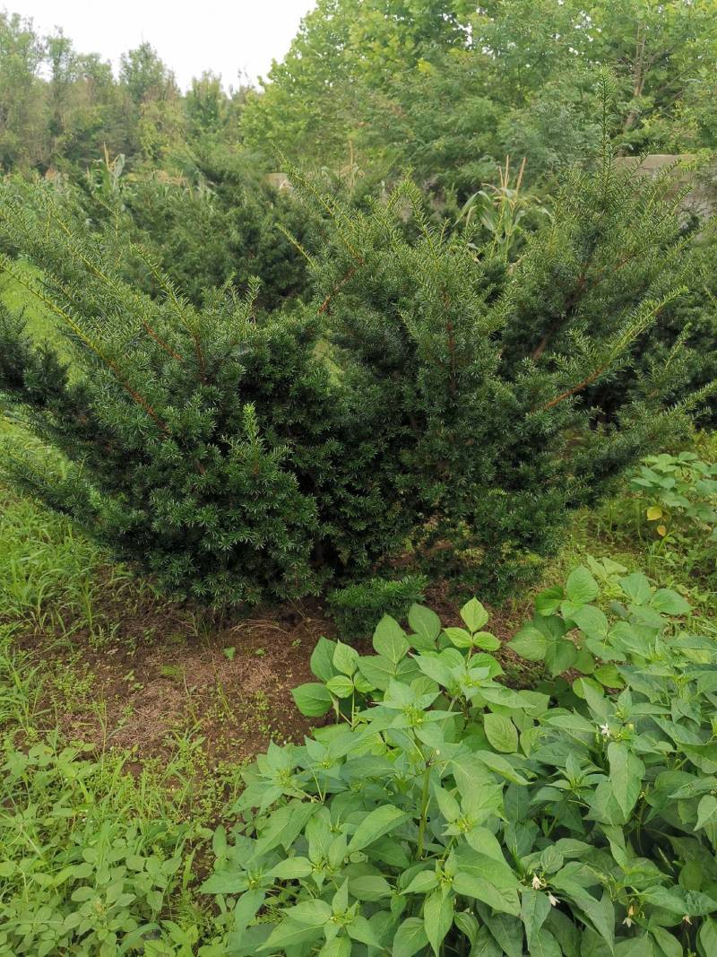 矮紫杉