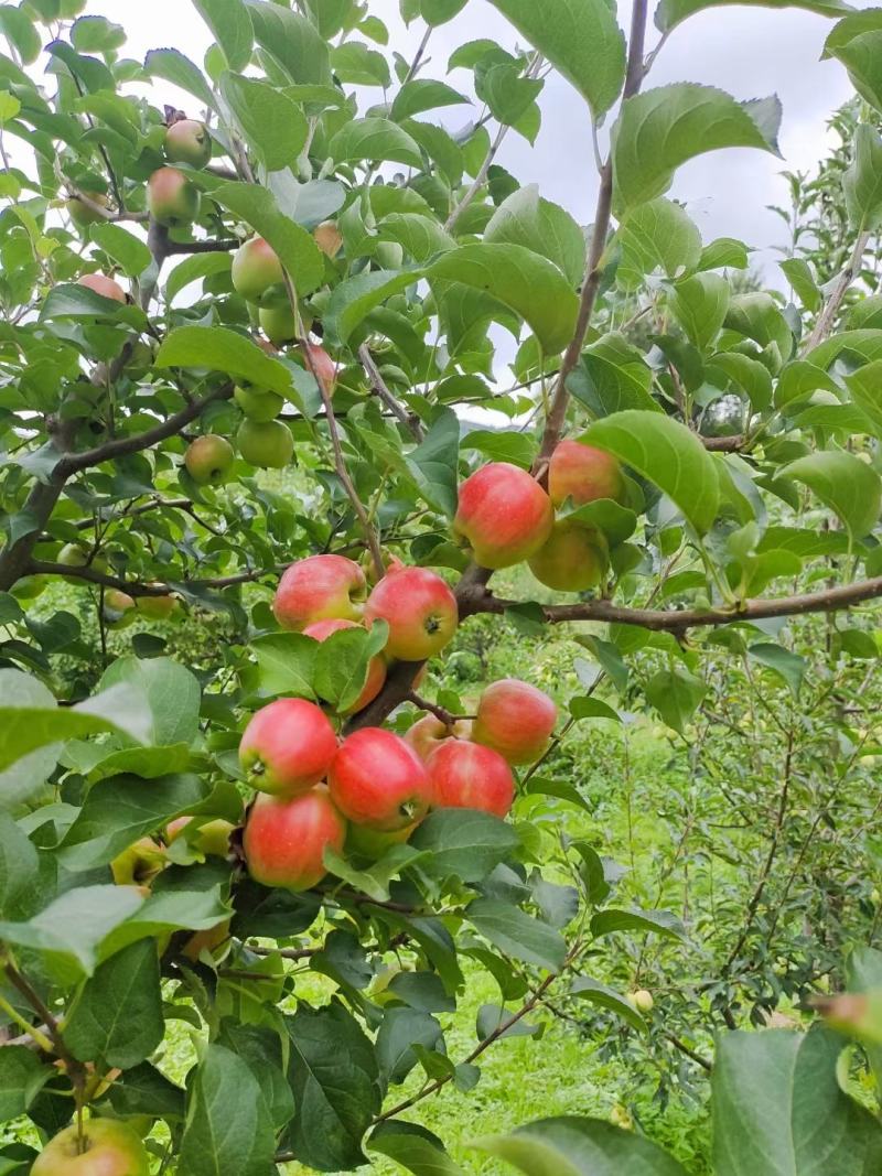 123小苹果