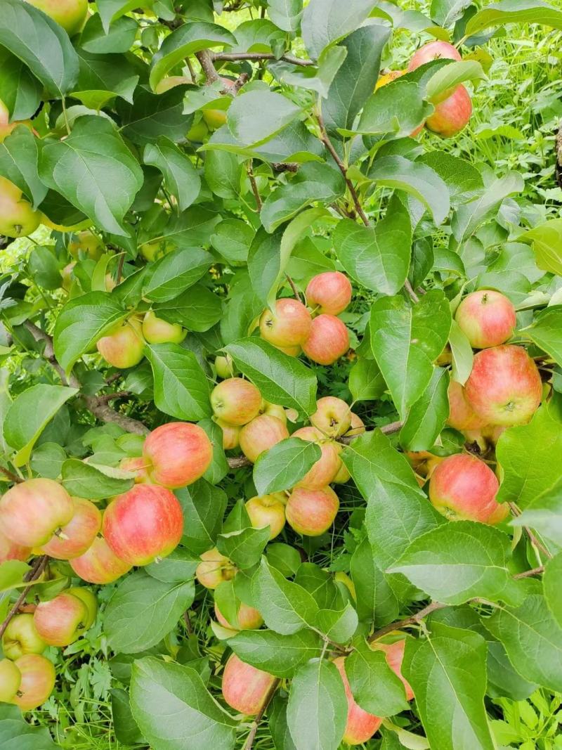 123小苹果