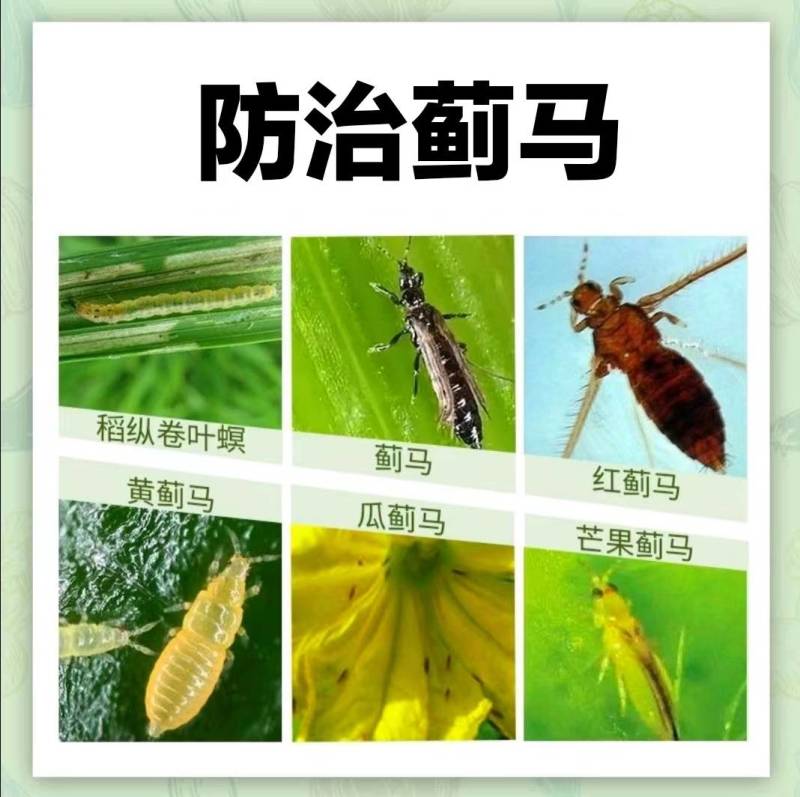 5%甲维盐蓟马专用药稻纵卷叶螟甜菜夜蛾青虫杀虫剂水稻专用
