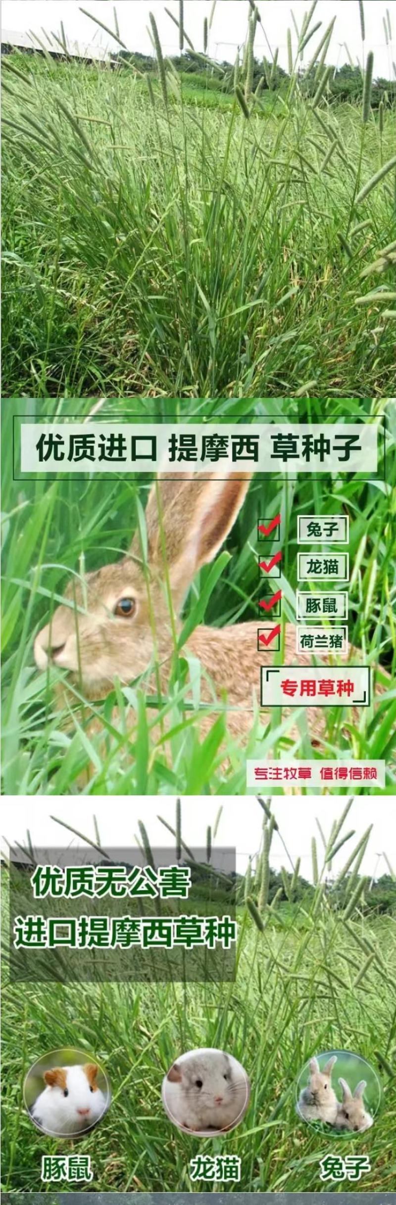 提摩西草籽兔子粮草正宗猫尾草种子多年生长宠物豚鼠龙猫牧草