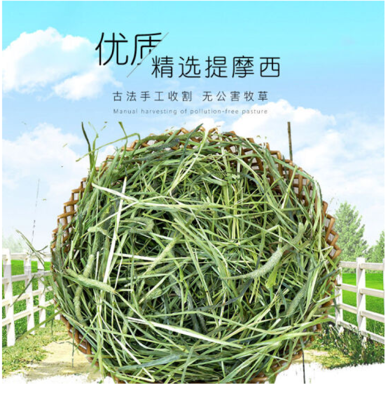 提摩西草籽兔子粮草正宗猫尾草种子多年生长宠物豚鼠龙猫牧草