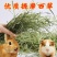 提摩西草籽兔子粮草正宗猫尾草种子多年生长宠物豚鼠龙猫牧草