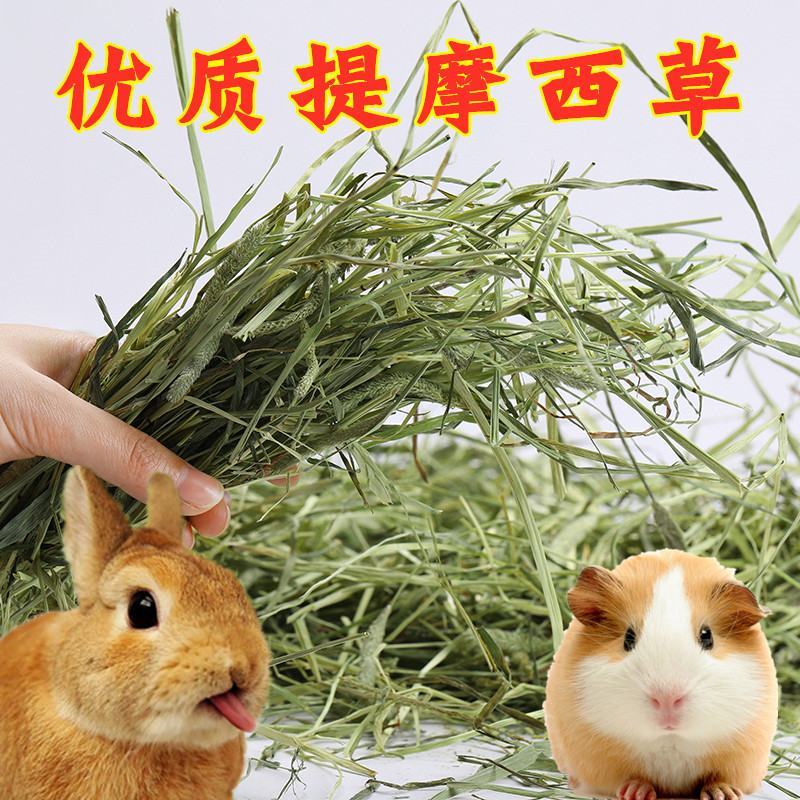 提摩西草籽兔子粮草正宗猫尾草种子多年生长宠物豚鼠龙猫牧草
