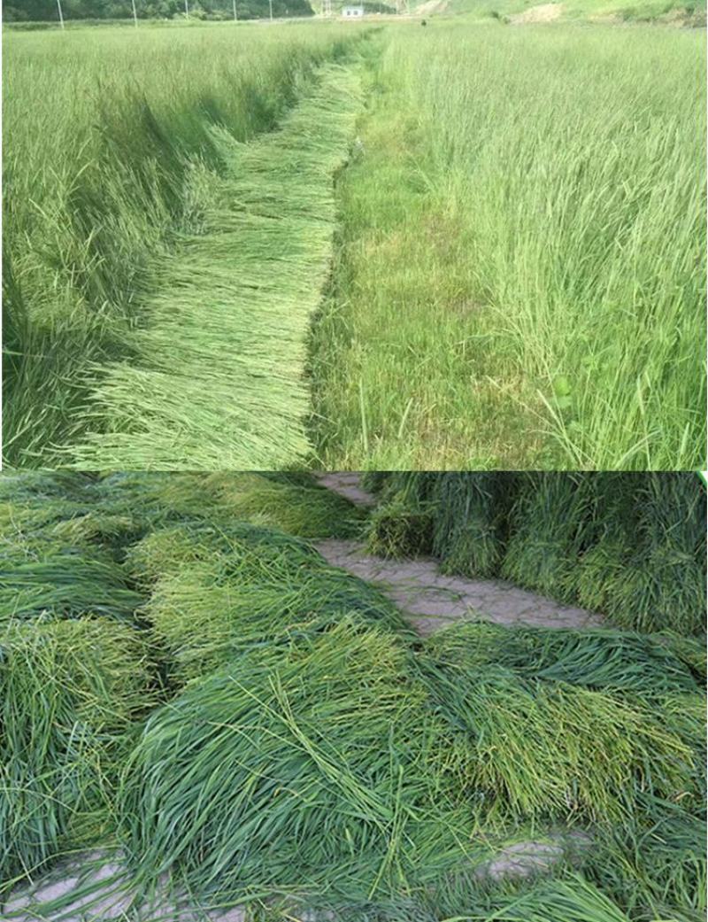 提摩西草籽兔子粮草正宗猫尾草种子多年生长宠物豚鼠龙猫牧草