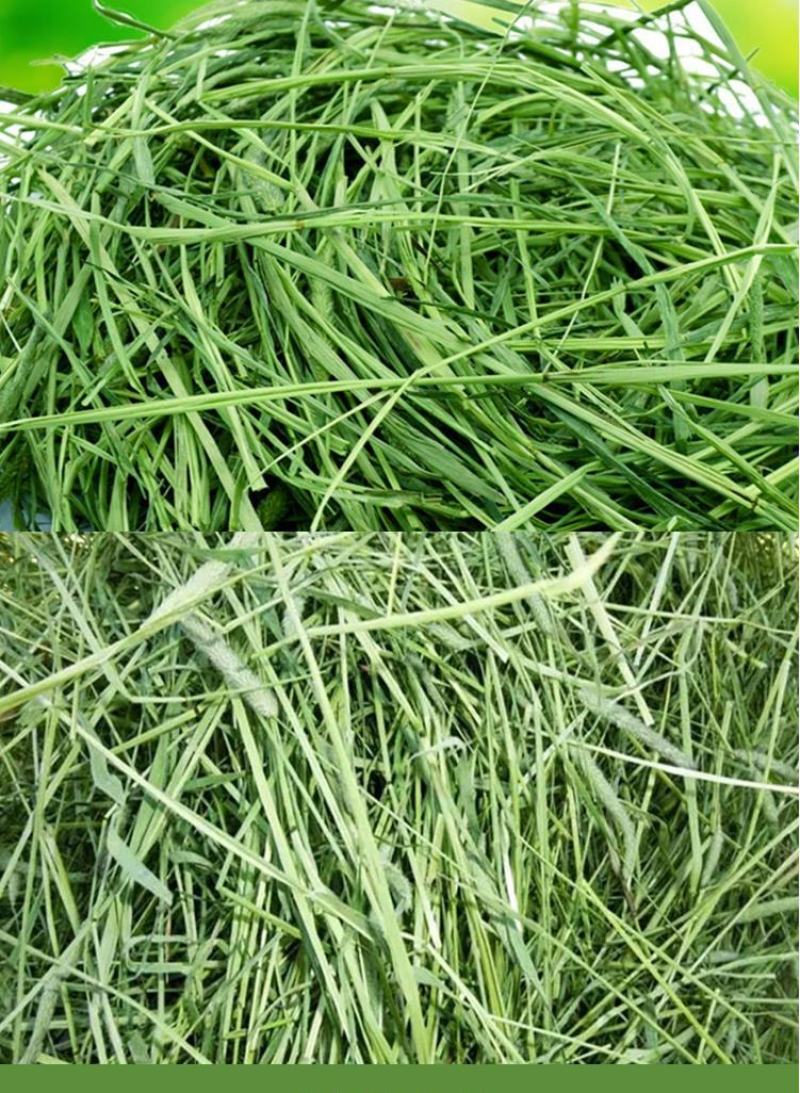 提摩西草籽兔子粮草正宗猫尾草种子多年生长宠物豚鼠龙猫牧草