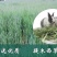 提摩西草籽兔子粮草正宗猫尾草种子多年生长宠物豚鼠龙猫牧草