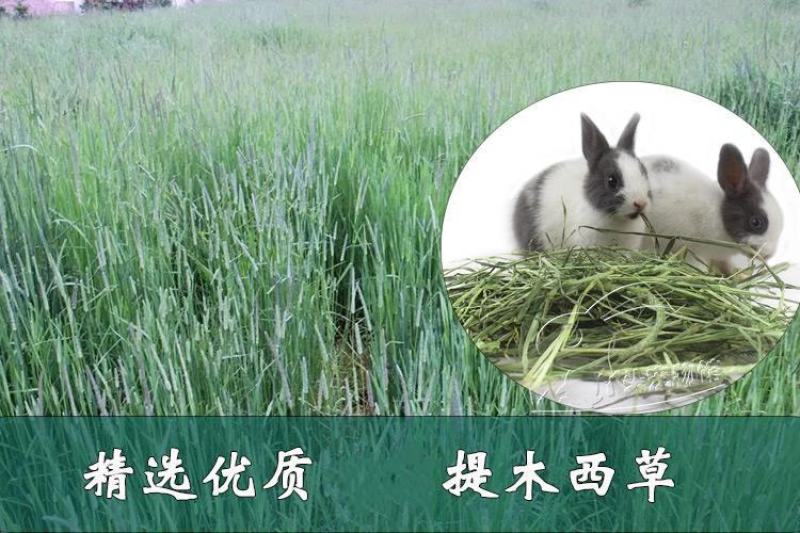 提摩西草籽兔子粮草正宗猫尾草种子多年生长宠物豚鼠龙猫牧草