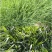提摩西草籽兔子粮草正宗猫尾草种子多年生长宠物豚鼠龙猫牧草