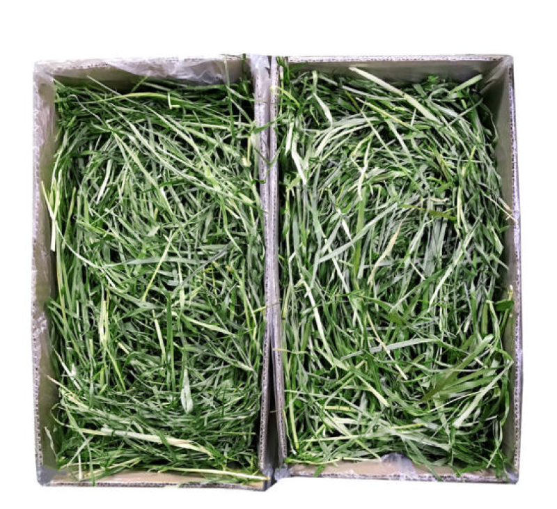 提摩西草籽兔子粮草正宗猫尾草种子多年生长宠物豚鼠龙猫牧草