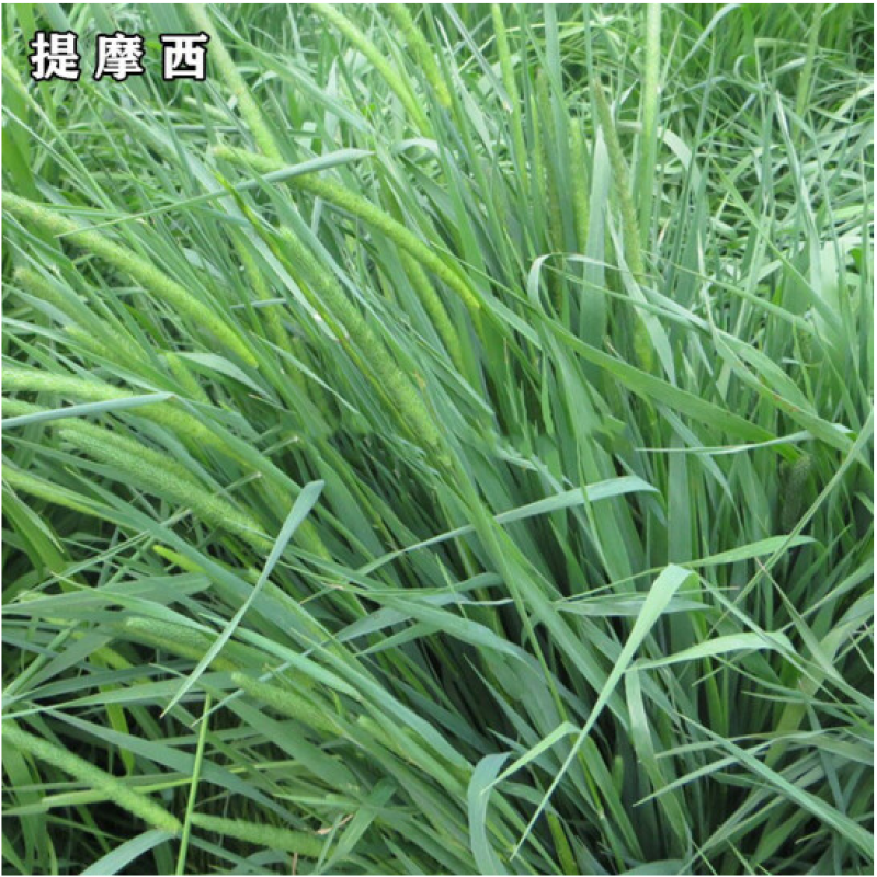 提摩西草籽兔子粮草正宗猫尾草种子多年生长宠物豚鼠龙猫牧草
