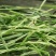 提摩西草籽兔子粮草正宗猫尾草种子多年生长宠物豚鼠龙猫牧草