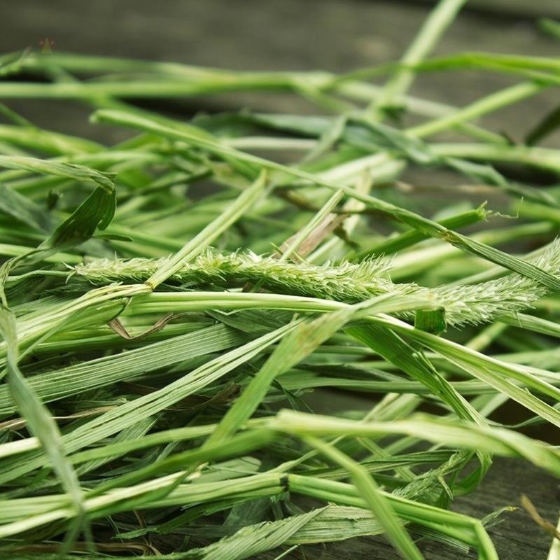 提摩西草籽兔子粮草正宗猫尾草种子多年生长宠物豚鼠龙猫牧草