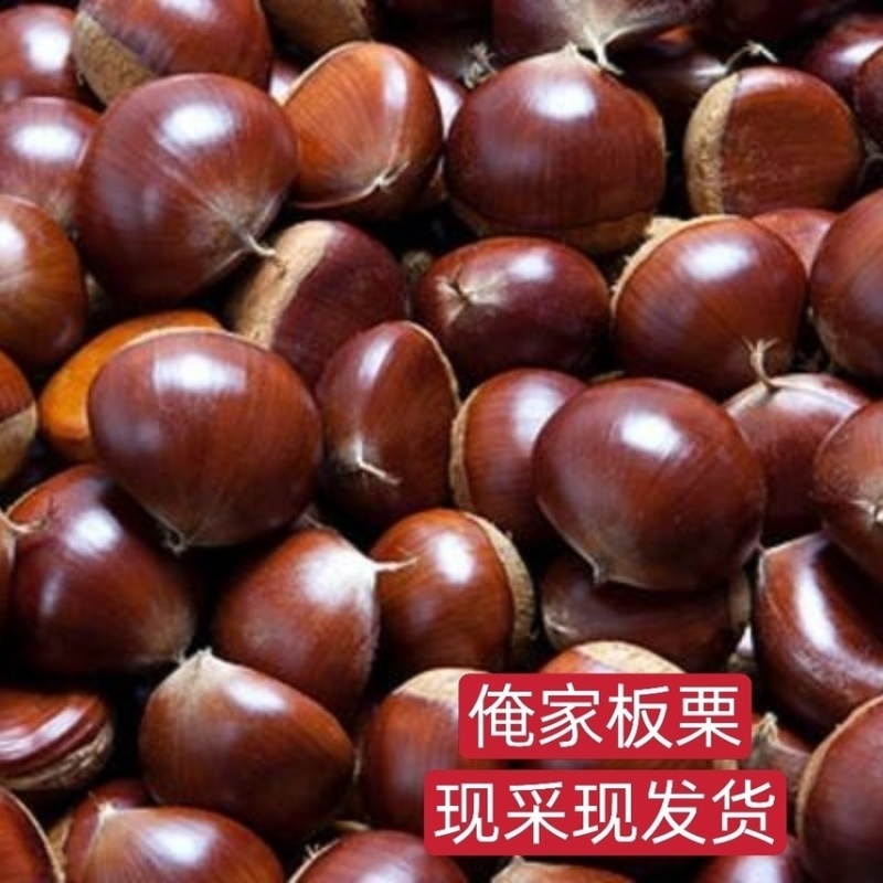 板栗、大量批发、零售