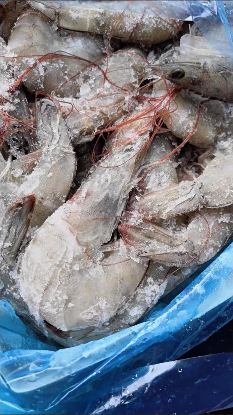 新鲜海捕青岛大虾大号冷冻基围虾批发【顺丰包邮】