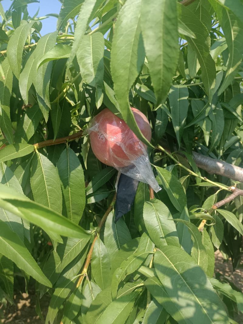 膜代桃