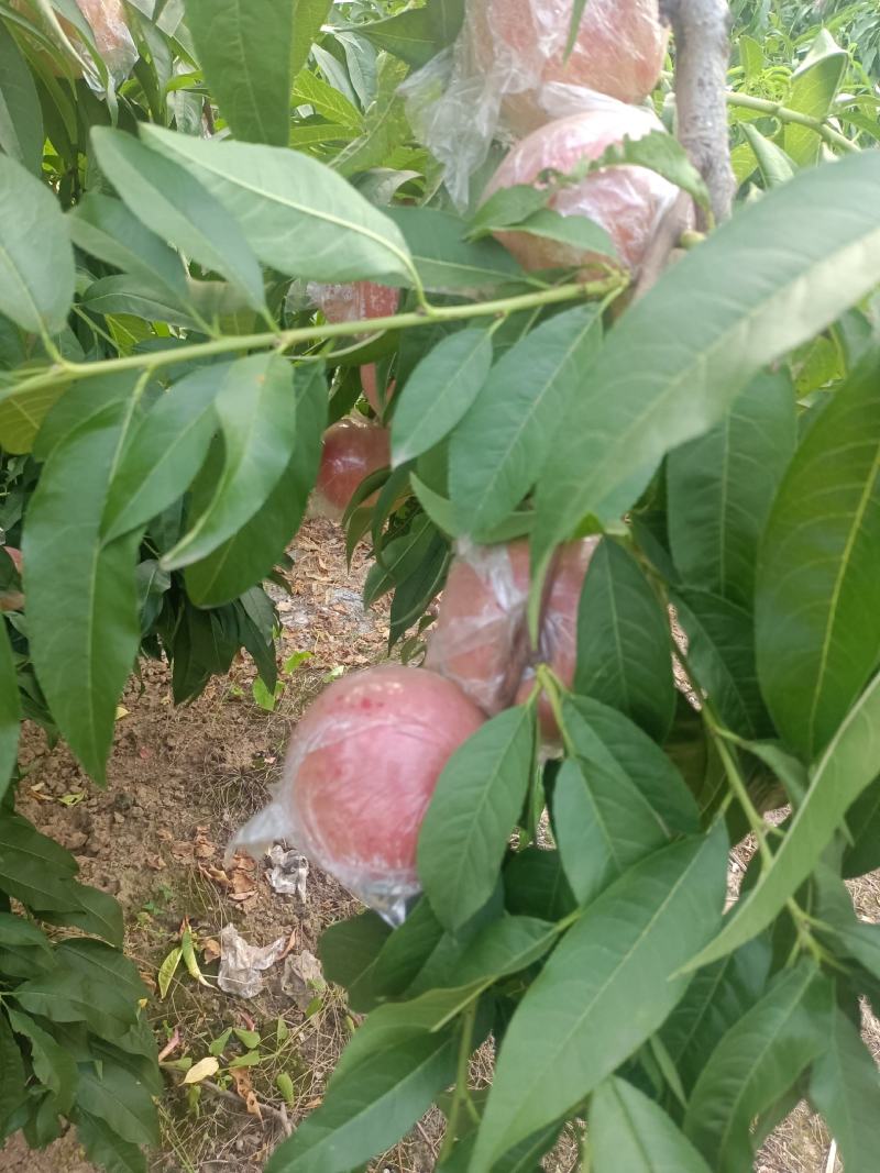 膜代桃