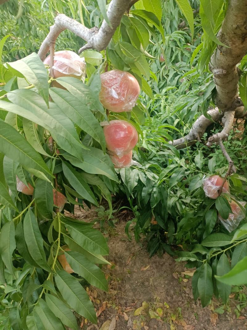 膜代桃