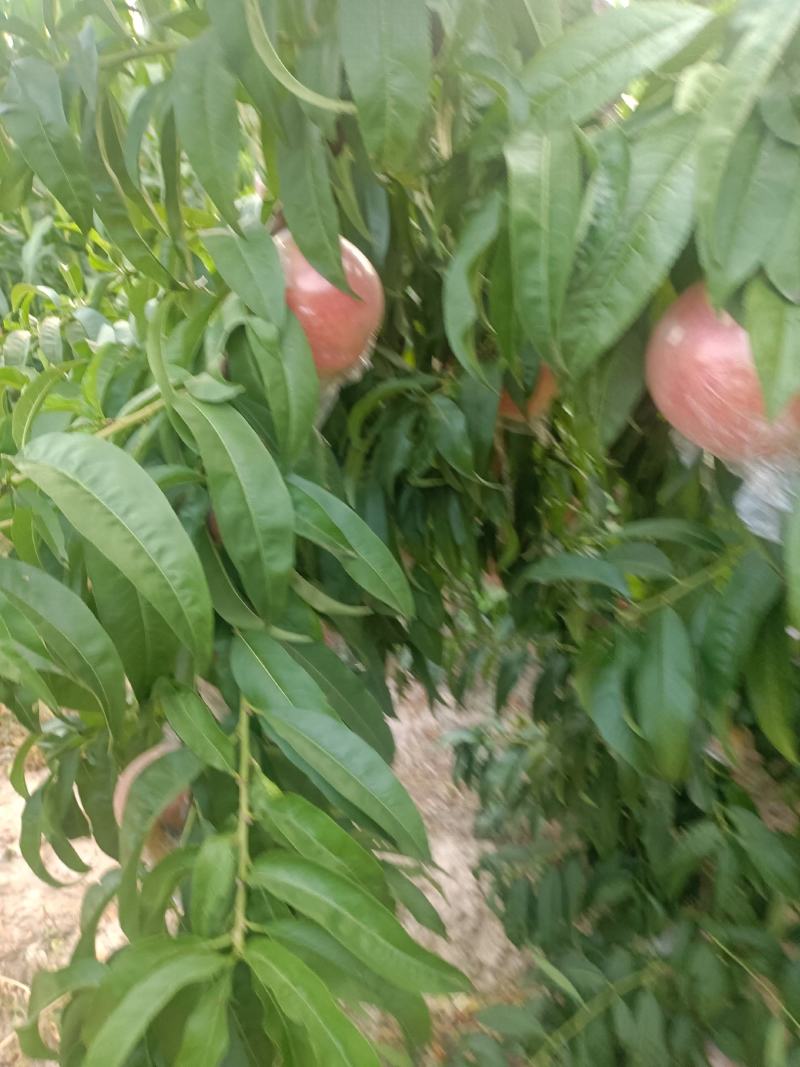 膜代桃
