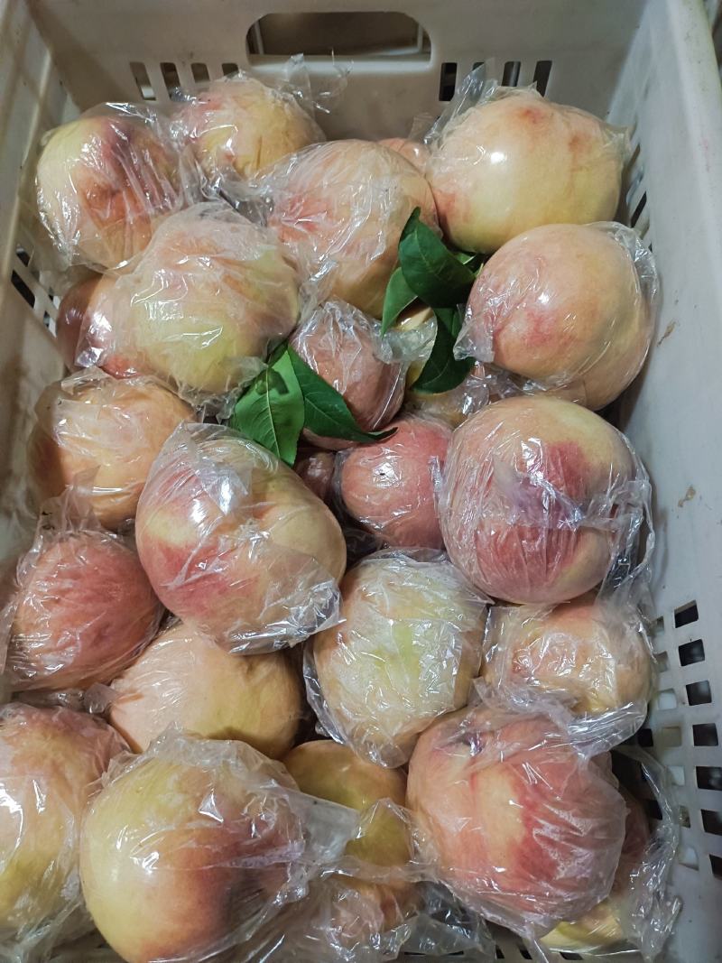 膜代桃